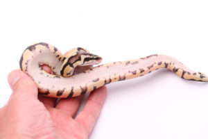 Africa import dinker ball python for sale