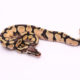 Africa import dinker ball python for sale