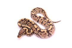 Africa import dinker ball python for sale