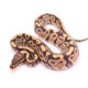 Africa import dinker ball python for sale