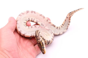 Africa import dinker ball python for sale