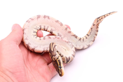 Africa import dinker ball python for sale