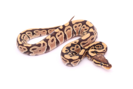 Africa import dinker ball python for sale