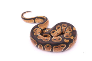 Africa import dinker ball python for sale