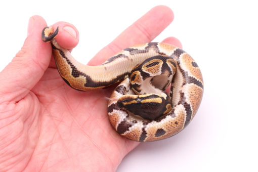 Africa import dinker ball python for sale