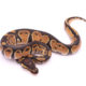 Africa import dinker ball python for sale