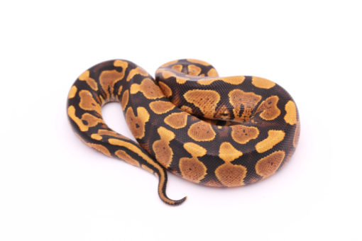Africa import dinker ball python for sale