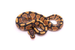 Africa import dinker ball python for sale