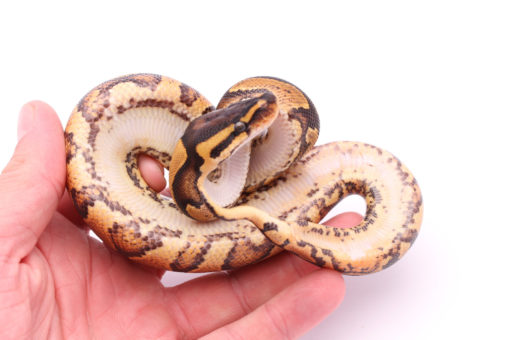 Africa import dinker ball python for sale