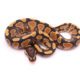 Africa import dinker ball python for sale