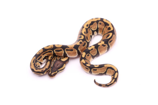Africa import dinker ball python for sale
