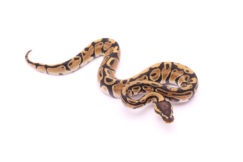 Africa import dinker ball python for sale