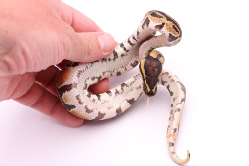 Africa import dinker ball python for sale