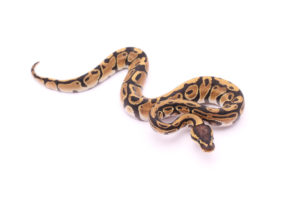 Africa import dinker ball python for sale