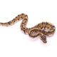 Africa import dinker ball python for sale