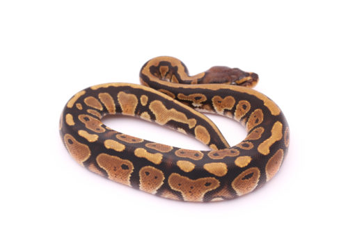 Africa import dinker ball python for sale