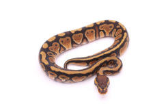Africa import dinker ball python for sale