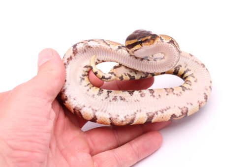 Africa import dinker ball python for sale