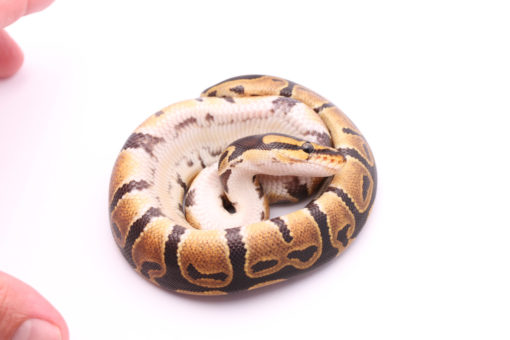Africa import dinker ball python for sale