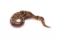 Africa import dinker ball python for sale