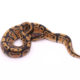 Africa import dinker ball python for sale