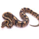Africa import dinker ball python for sale