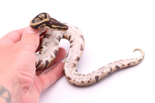 Africa import dinker ball python for sale