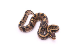 Africa import dinker ball python for sale