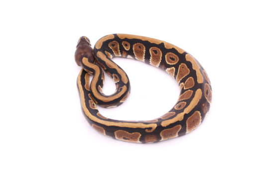 Africa import dinker ball python for sale