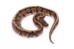 Africa import dinker ball python for sale