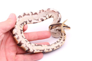 Africa import dinker ball python for sale