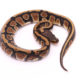 Africa import dinker ball python for sale