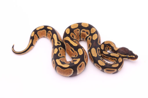 Africa import dinker ball python for sale