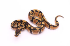 Africa import dinker ball python for sale