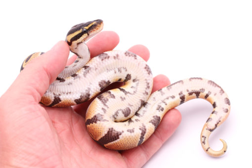 Africa import dinker ball python for sale