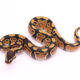 Africa import dinker ball python for sale