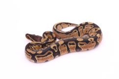 Africa import dinker ball python for sale