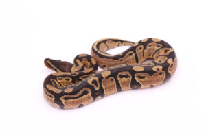 Africa import dinker ball python for sale