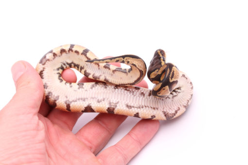 Africa import dinker ball python for sale