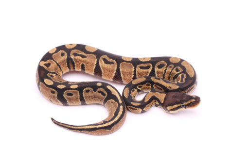 Africa import dinker ball python for sale