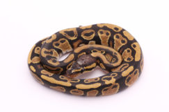 Africa import dinker ball python for sale