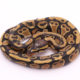 Africa import dinker ball python for sale