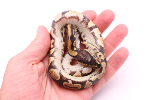 Africa import dinker ball python for sale