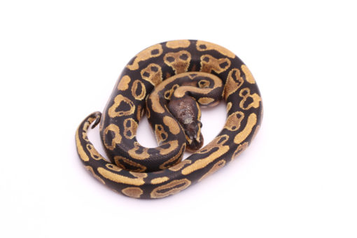 Africa import dinker ball python for sale