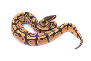 Africa import dinker ball python for sale