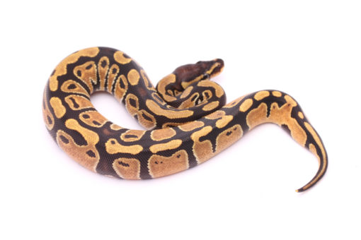 Africa import dinker ball python for sale