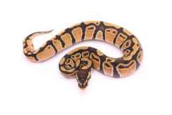 Africa import dinker ball python for sale