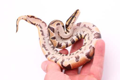 Africa import dinker ball python for sale
