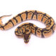 Africa import dinker ball python for sale