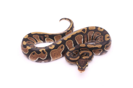 Africa import dinker ball python for sale